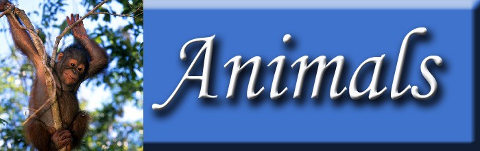 Animals (Sub)