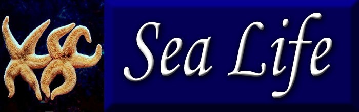 Sea Life (Sub)